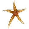 Multicolor Gemstone and Diamond Starfish Brooch or Pendant Ref 542121